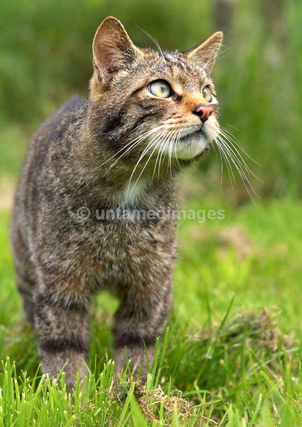 Scottish Wild Cat - United Kingdom