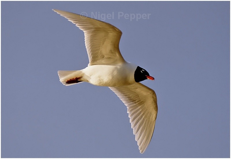 Adult Med Gull ( 3 ) - Gulls
