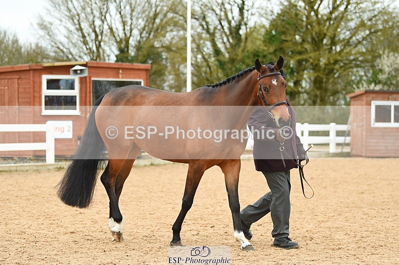 230416A-140126-04719 - Cls 46+43 In Hand Warmbloods and Foreign