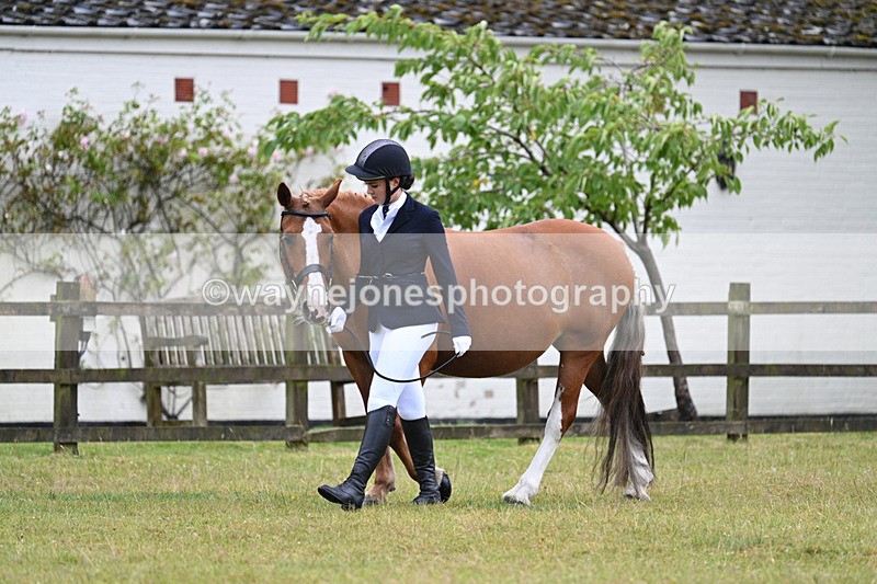 WJ7_6051 - Class 4a Prettiest Mare over 14hh