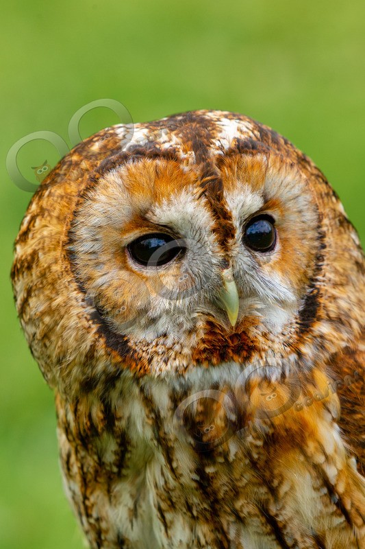 tawny owl Strix aluco-6882 - Owls of the World