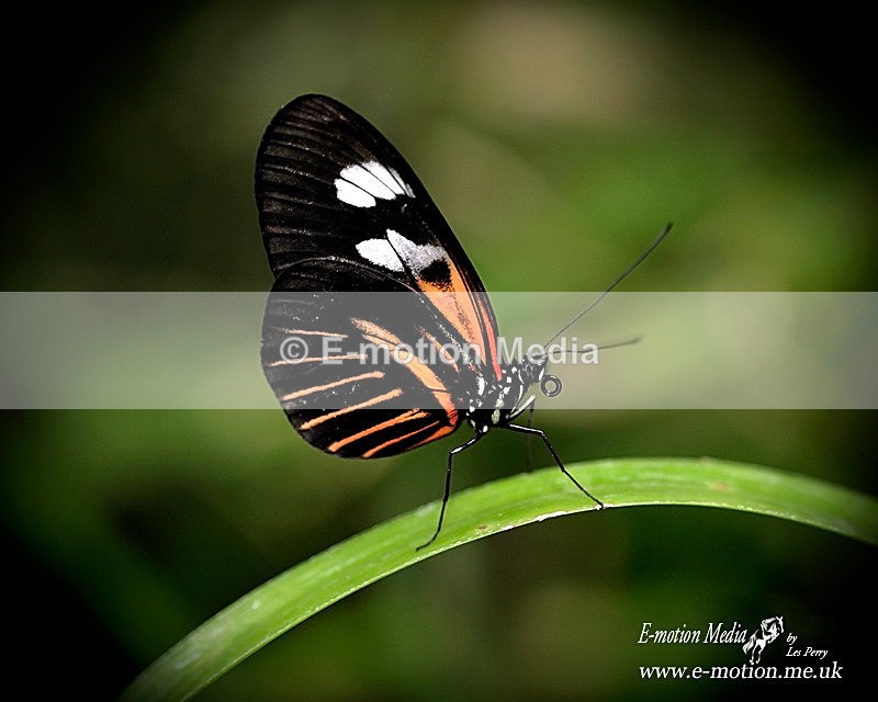 Nature-3 - Nature