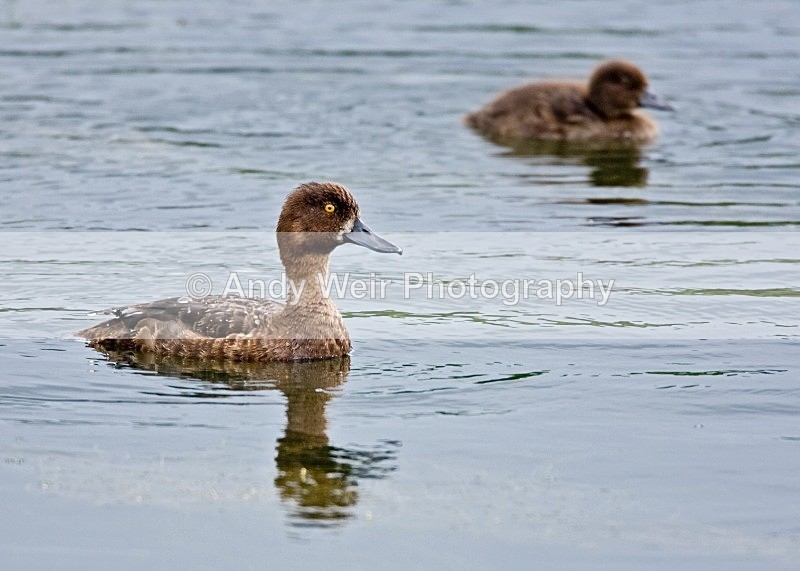 20080810-051 - Tufted Duck