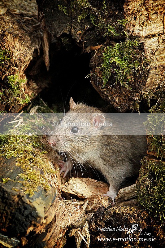 Brown Rat  040315 21 - Nature