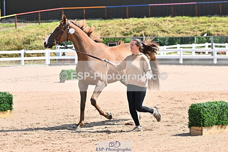 240718A-105239-00990 - Trot Up 11am to 12pm