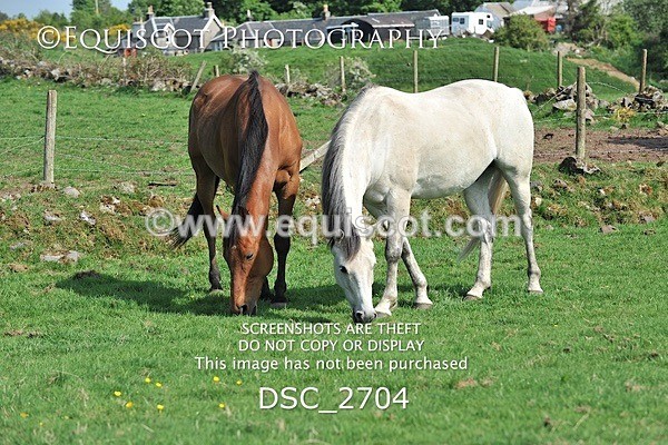 DSC_2704 - ARCHIVE REQUEST - Quincy and Guinness