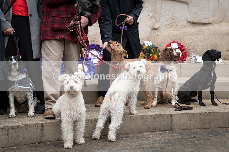 Z62_4701 - Animals In War Memorial 2025 - Park Lane, London