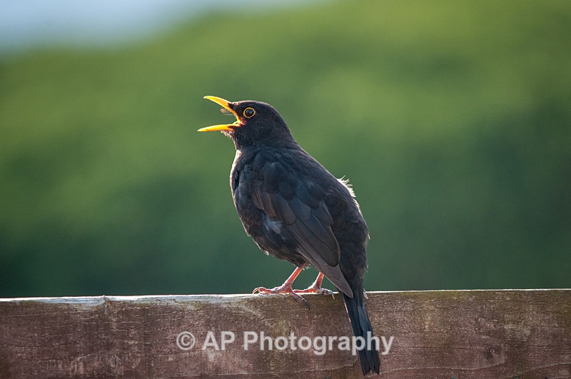 Blackbird-male_ACP_7406-1 - Birds
