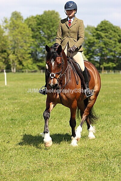 IMG_4370 - Working Hunter