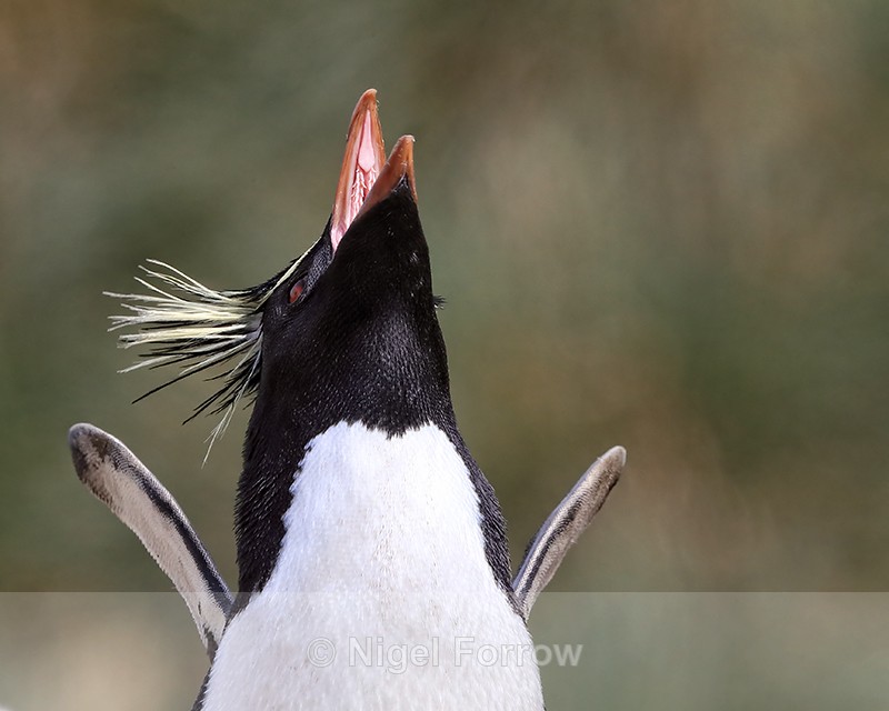 Rockhopper Penguin calling, West Point Island, Falklands - Rockhopper Penguin