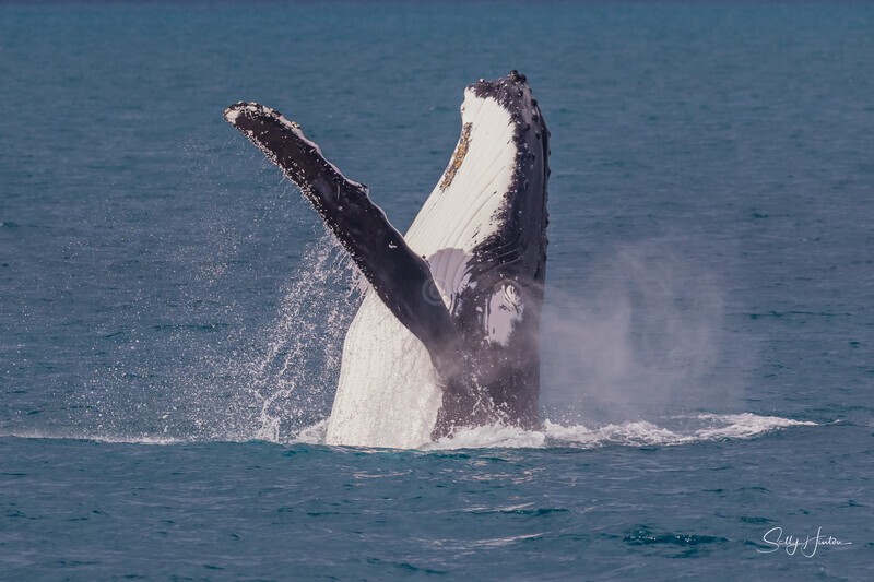 HB Breach 2. 0A3A7798 - 2025 Hervey Bay Whales