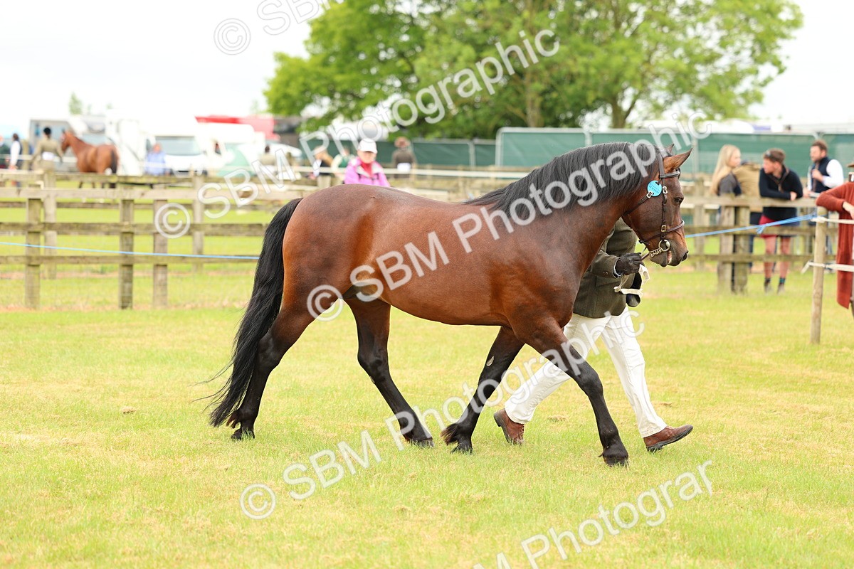 SBM_04190 - Class 64-67 - Shetland Pony In Hand