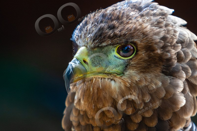 tawny eagle Aquila rapax-7965 - BoP from around the world