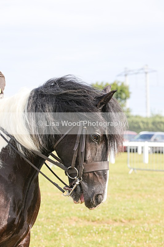 1X9A3167 - Class 27:  Ridden Native/Trad Coloured Horse