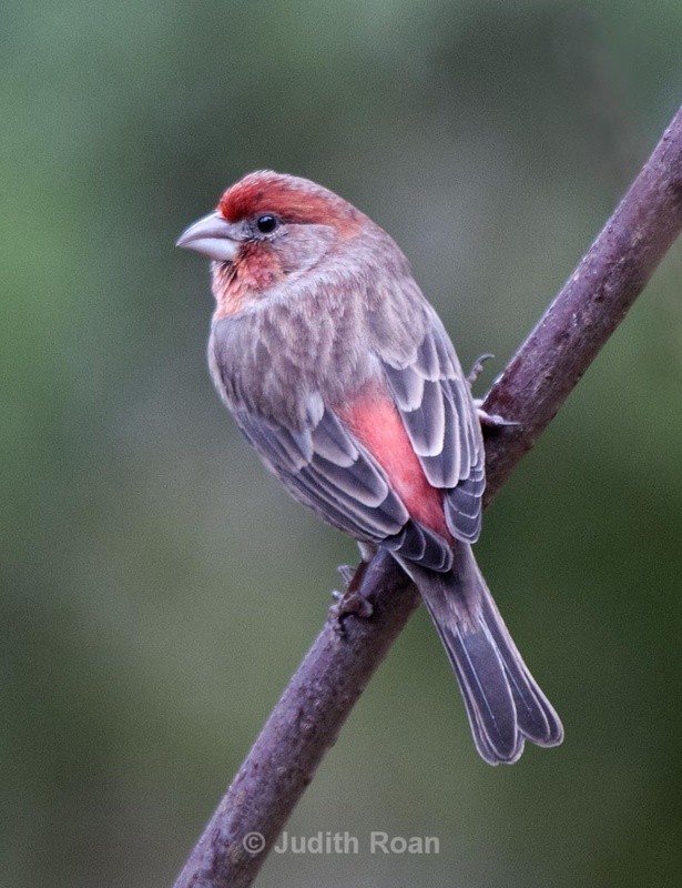 House Finch, male - Backyard Birds of Mercer Island