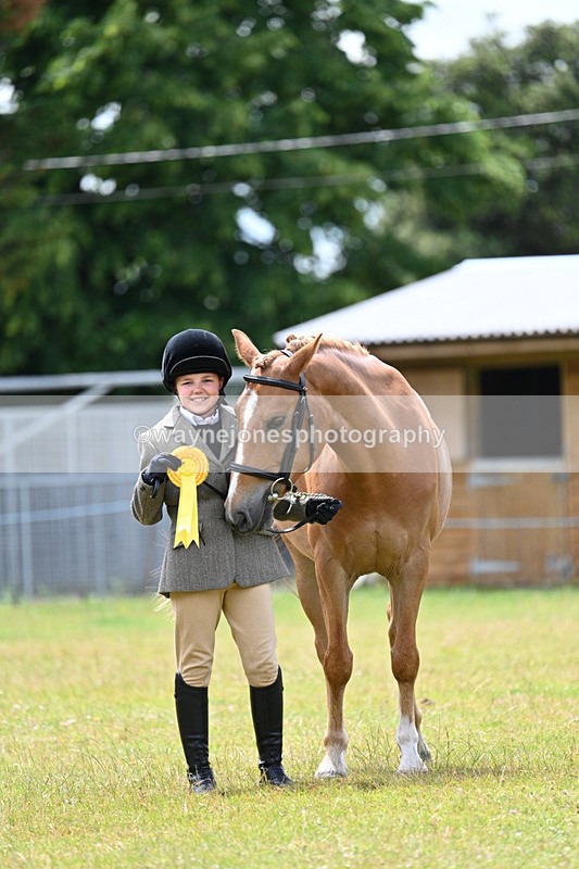 WJ7_6719 - Class 5 Handsome Gelding in hand