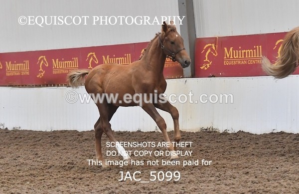 JAC_5099 - 9 Zinzipan