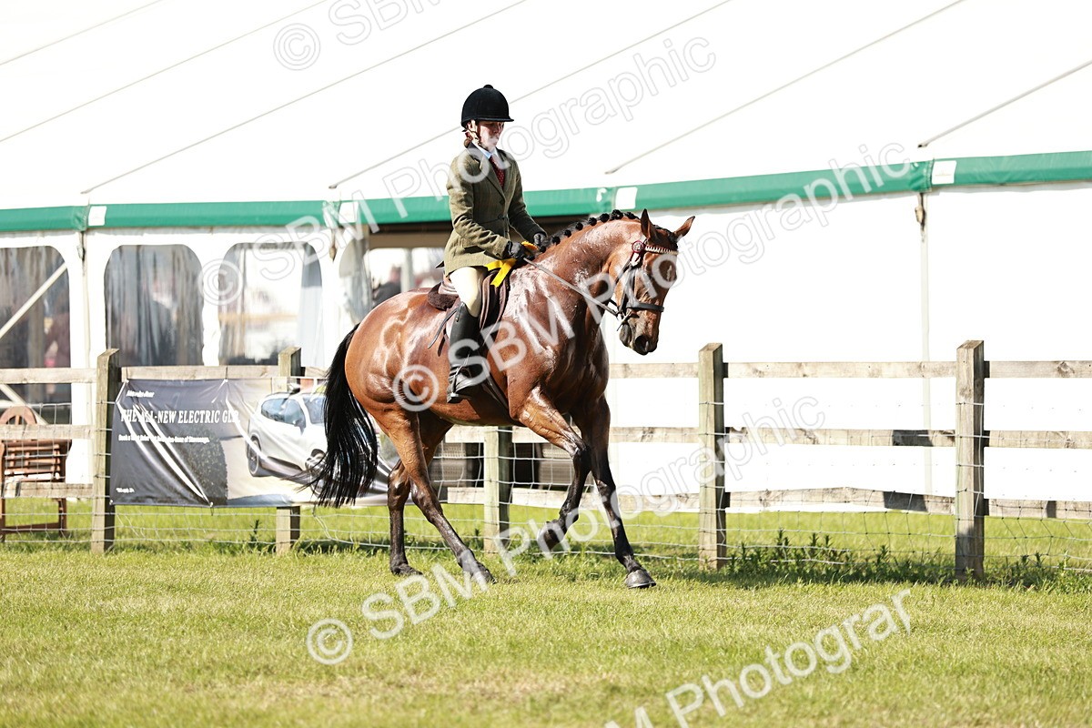 SBM_18963 - Class 114 - RIHS & SEIB Open Working Show Horse