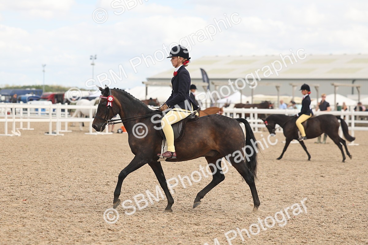 SBM_16006 - Class 311 - Ridden Show pony-Show hunter Pony