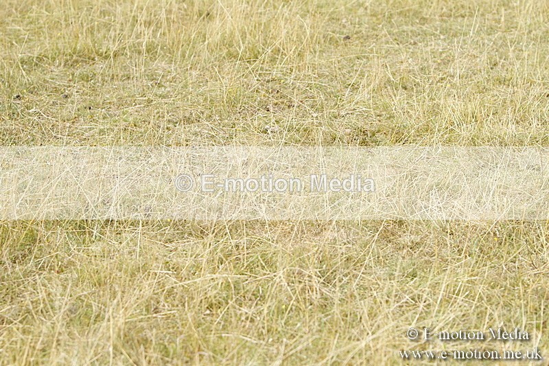 _BS_0977 - BVRC Show 2018 Ring 3