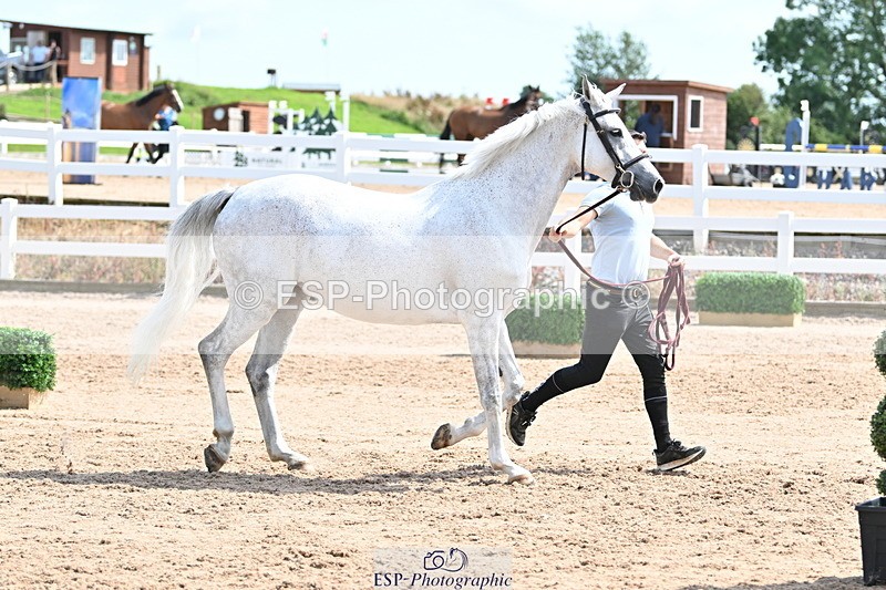 240717A-151759-02734 - Trot Up 3pm to 4pm