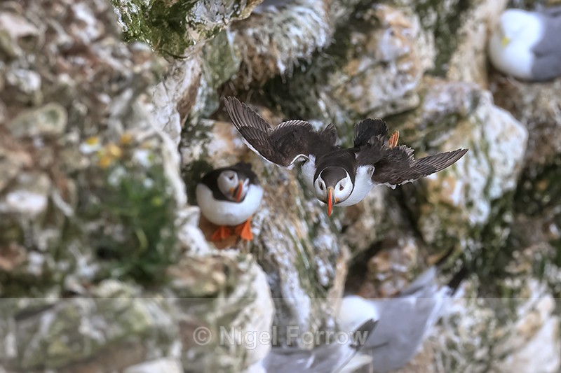 Atlantic Puffin gliding past another at RSPB Bempton Cliffs - Puffin