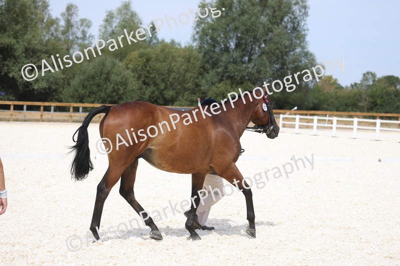 20260802-1527 - Class 16 - Best Horse or Pony