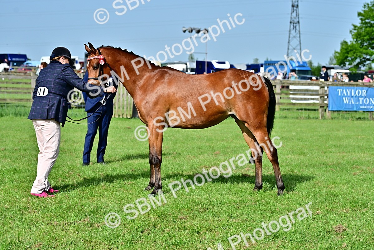 SBM_00972 - Class 46-49 - Arab and Part Bed-Anglo Arab In Hand