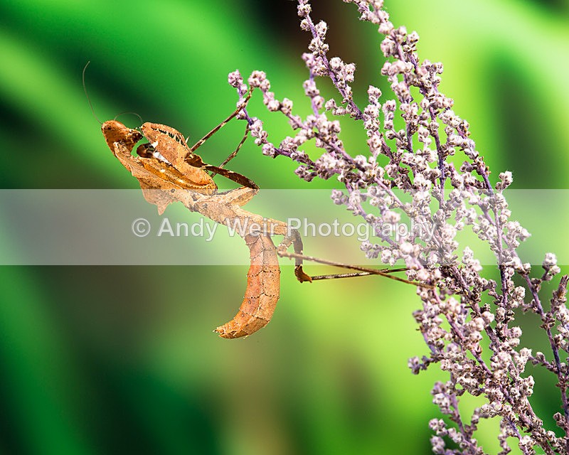 20140325-3K8A9409 - Insects