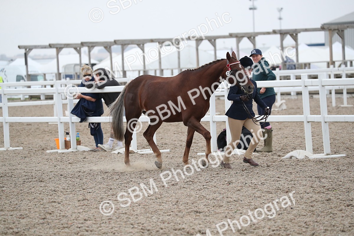 SBM_18350 - Class 318 IH Part bred Horse/Pony