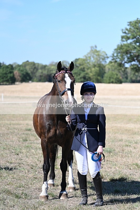 WJ7_1666 - Class 42 Most Handsome Gelding