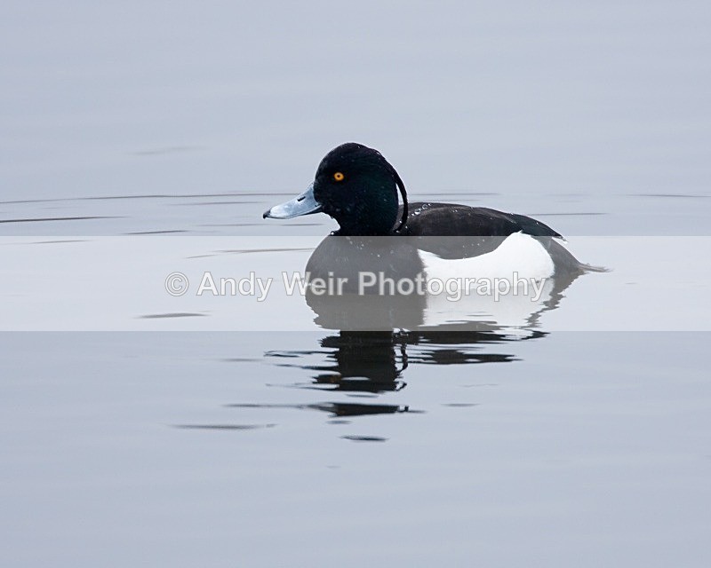 20090214-003 - Tufted Duck