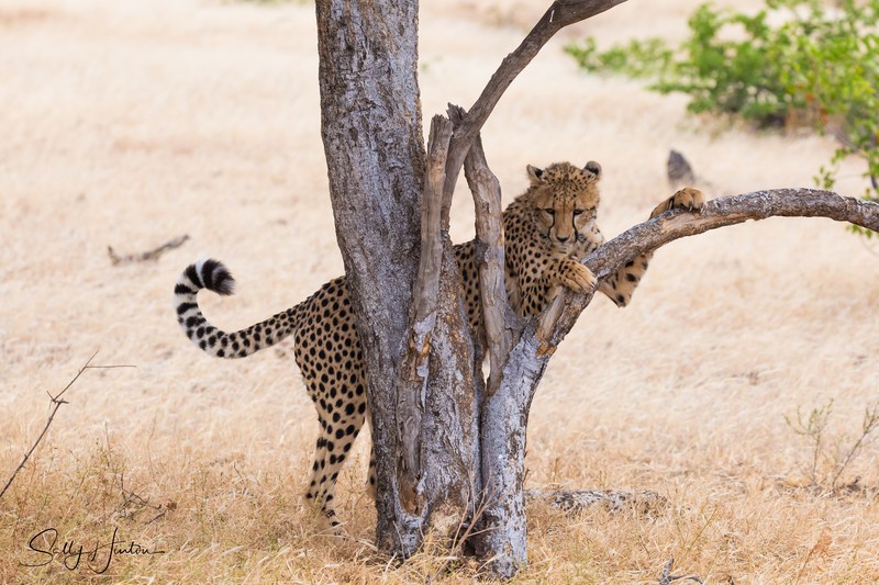 Cheetah Tree 3