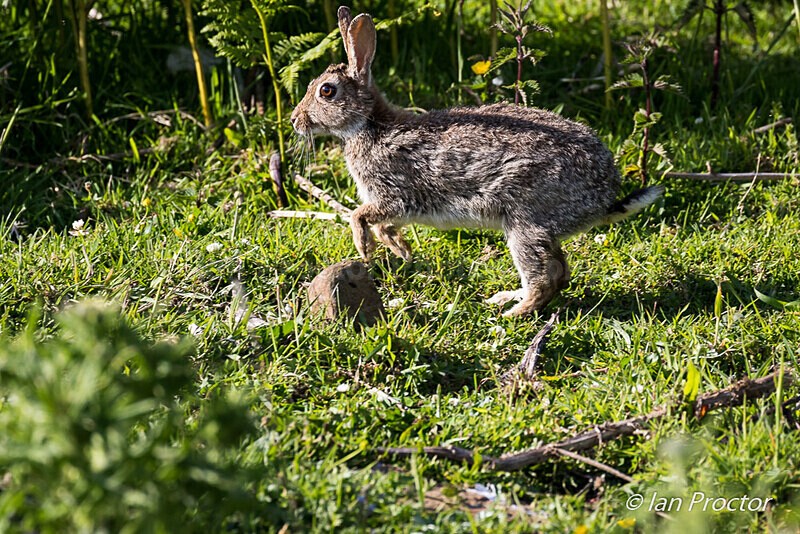 Bunnyhop! - Rathlin - Nature