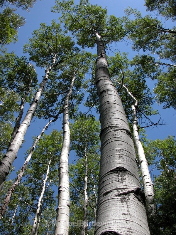 Very tall aspen trees