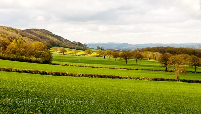 Eastwall Coppice - Wenlock Edge