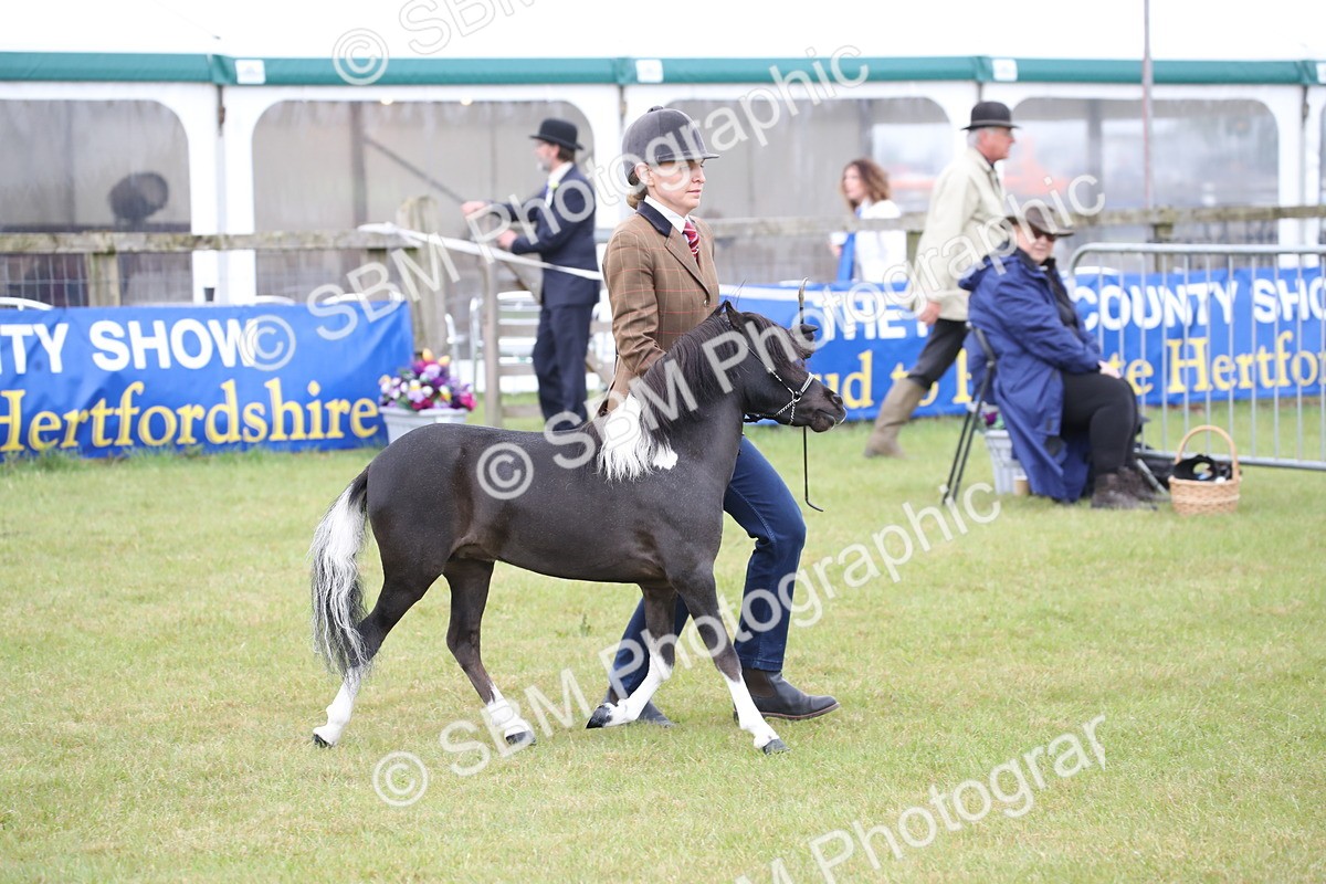 SBM_03845 - Class 23-25 - British Miniature Horse of the Year