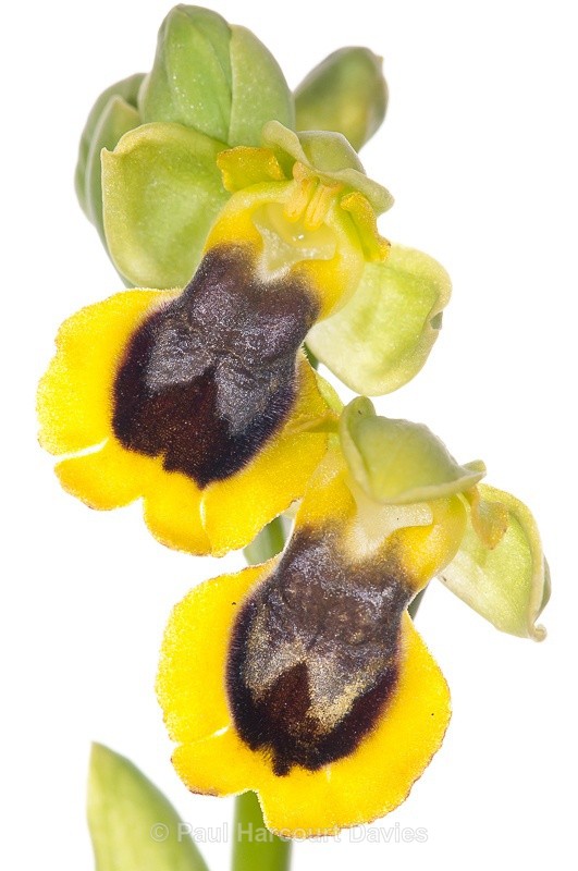  - WB: Orchids - Ophrys