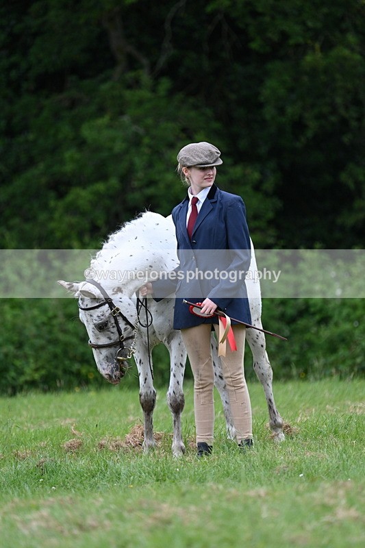 WJ7_4555 - Class 14B Prettiest Mare