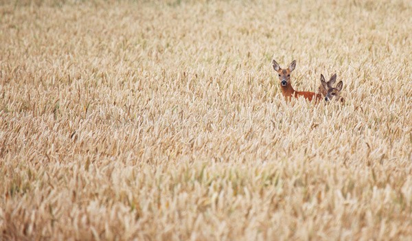  - Wildlife, Mammal Photography, Great Britain