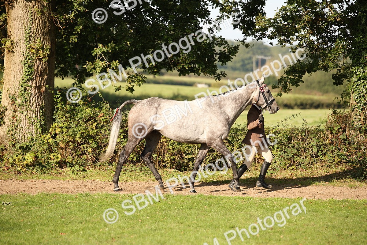 SBM_59336 - S52 - Other Coloured Horse In Hand