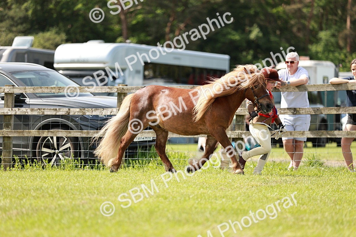 SBM_02512 - Class 14-23 - Mountain & Moorland In Hand Non Welsh
