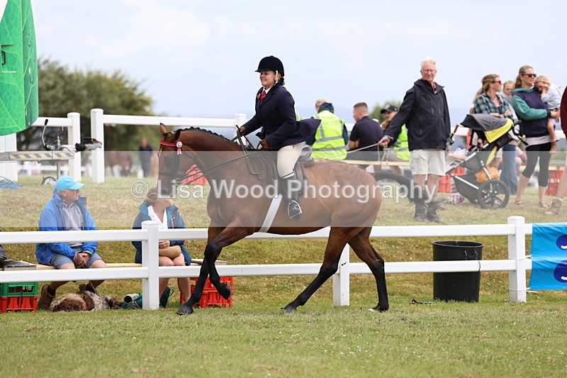 3E7A1010 - Class 8: Open Riding Horse/Hack