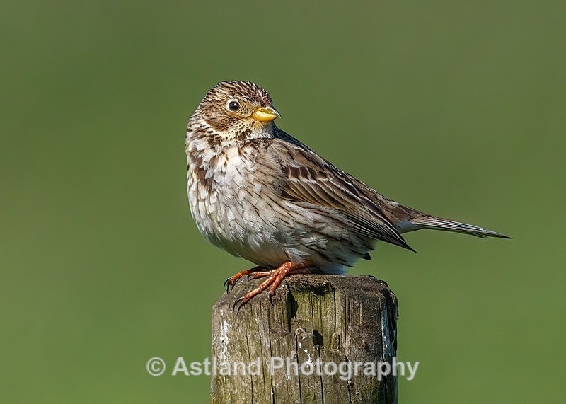 Astland Photography, Bird and Wildlife Images, Susan and Peter Wilson, U.K