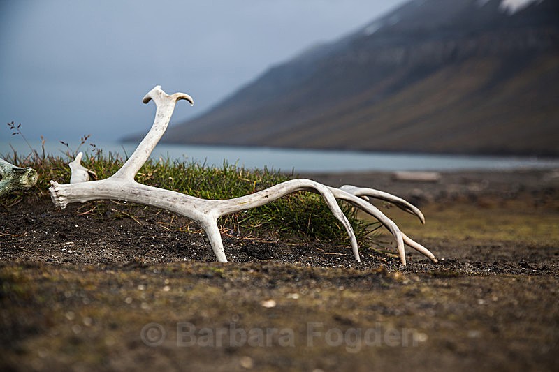Reindeer antler 7518 - Trip with MS Expedition August 2016