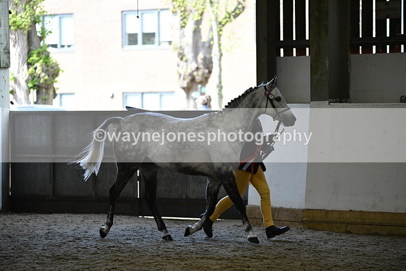 WJ5_5733 - Morning in hand Championship