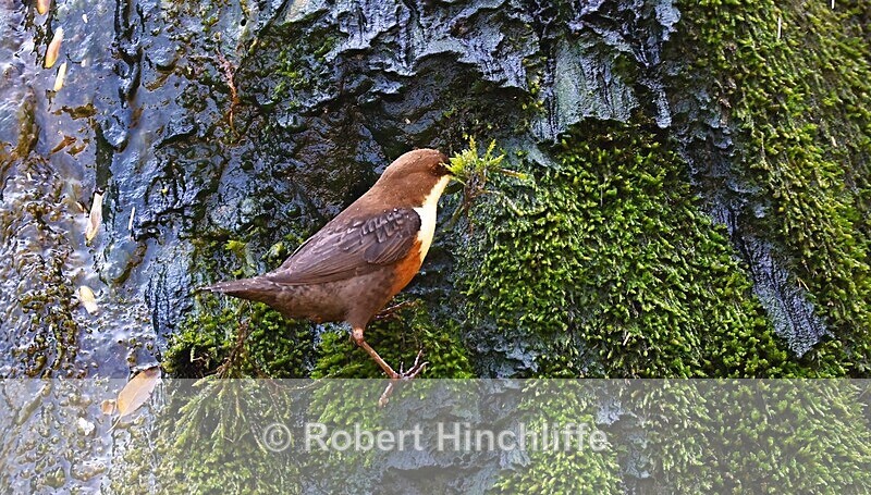 Dipper 2 - United Kingdom