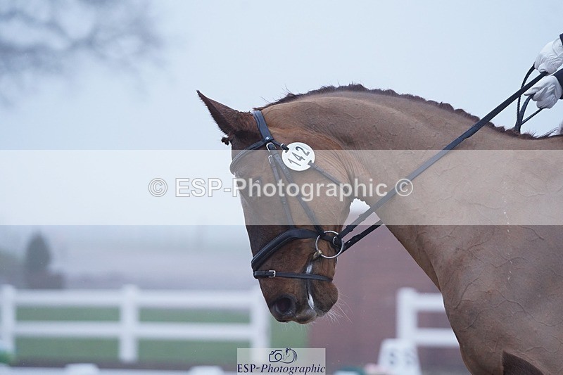 250215-094252-02685 - 142-Daisy.Hedges-Felicia.v