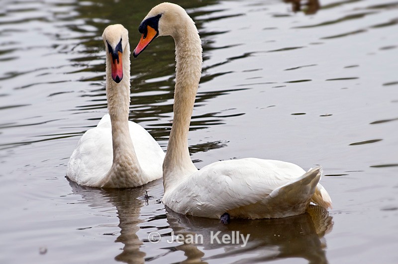 Mute Swans - 0930 - Birds