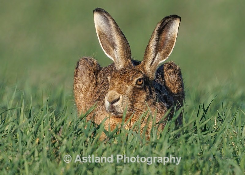 Brown Hare - Latest Images